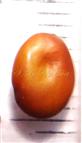  Seed